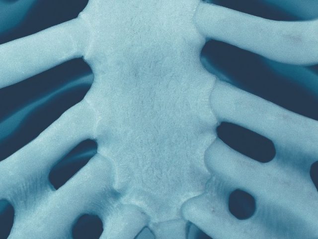 Brustbein, Illustration Feldenkraisübung
